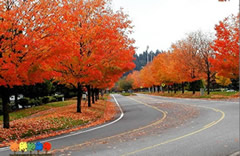 象美國(guó)改良紅楓、挪威楓等具有鮮明的彩葉特色的彩色落葉闊葉樹(shù)種是街道、公路兩旁的行道樹(shù)種的優(yōu)選。這些彩色闊葉樹(shù)種樹(shù)形的氣勢(shì)磅礴，提供的遮蔭環(huán)境很好，冬暖夏涼，秋天景色迷人，色彩豐富，讓路人感覺(jué)到車(chē)移景異的效果。